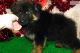 German Shepherd Puppies for sale in Hammond, IN, USA. price: $650