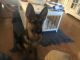 German Shepherd Puppies for sale in Conway, SC, USA. price: $400