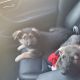 German Shepherd Puppies for sale in 1190 Shakespeare Ave, The Bronx, NY 10452, USA. price: $900