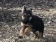 German Shepherd Puppies for sale in Northglenn, CO, USA. price: $1,000