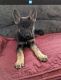 German Shepherd Puppies for sale in Lakeville, MN 55044, USA. price: NA