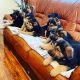German Shepherd Puppies for sale in Spokane Valley, WA, USA. price: NA