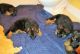 German Shepherd Puppies for sale in Kent, WA, USA. price: $1,000