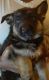 German Shepherd Puppies for sale in Midway Park, Jacksonville, NC 28544, USA. price: NA