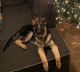 German Shepherd Puppies for sale in Sublimity, OR 97385, USA. price: $500