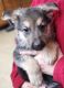 German Shepherd Puppies for sale in Elgin, IA 52141, USA. price: NA