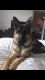German Shepherd Puppies for sale in Fort Collins, CO 80524, USA. price: NA