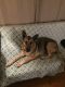German Shepherd Puppies for sale in Redwood City, CA, USA. price: NA