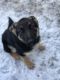 German Shepherd Puppies for sale in Shelby, OH 44875, USA. price: NA