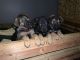 German Shepherd Puppies for sale in Gresham, OR 97030, USA. price: NA