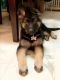 German Shepherd Puppies for sale in South Farmingdale, NY 11735, USA. price: NA