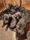German Shepherd Puppies for sale in East Freetown, Freetown, MA, USA. price: $1,000