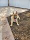 German Shepherd Puppies for sale in Levittown, NY, USA. price: NA