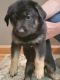 German Shepherd Puppies for sale in Pleasanton, CA, USA. price: $750