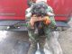 German Shepherd Puppies for sale in Battle Creek, MI, USA. price: $450
