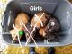 German Shepherd Puppies for sale in Minidoka, ID 83350, USA. price: NA