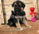 German Shepherd Puppies for sale in Cumby, TX 75433, USA. price: NA