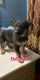German Shepherd Puppies for sale in 1284 N Rademacher St, Detroit, MI 48209, USA. price: NA