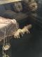 German Shepherd Puppies for sale in Phelan, CA 92371, USA. price: NA