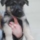 German Shepherd Puppies for sale in Loveland, OH, USA. price: NA