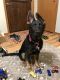 German Shepherd Puppies for sale in Breezy Point, MN, USA. price: NA