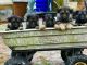 German Shepherd Puppies for sale in North Myrtle Beach, SC, USA. price: $500