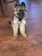 German Shepherd Puppies for sale in Wylie, TX, USA. price: NA