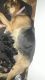 German Shepherd Puppies for sale in Takrohi Market, Sector 11, Indira Nagar, Lucknow, Uttar Pradesh 226016, India. price: 12000 INR