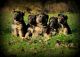 German Shepherd Puppies for sale in Oregon City, OR 97045, USA. price: NA