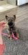 German Shepherd Puppies for sale in 10326 Mayfield Ave, Oak Lawn, IL 60453, USA. price: $600