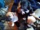 German Shepherd Puppies for sale in Tonopah, AZ 85354, USA. price: $80
