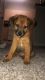 German Shepherd Puppies for sale in Birmingham, AL, USA. price: $200