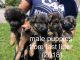 German Shepherd Puppies for sale in Roanoke, VA, USA. price: $1,500