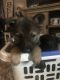 German Shepherd Puppies for sale in Wapakoneta, OH 45895, USA. price: $800