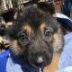 German Shepherd Puppies for sale in Paradise, CA 95969, USA. price: NA