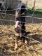 German Shepherd Puppies for sale in Bulls Gap, TN 37711, USA. price: NA
