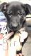 German Shepherd Puppies for sale in Albany, LA 70711, USA. price: NA