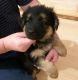German Shepherd Puppies for sale in Flemington, NJ 08822, USA. price: NA
