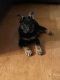 German Shepherd Puppies for sale in Williamstown, KY, USA. price: $800