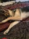 German Shepherd Puppies for sale in Watertown, NY 13601, USA. price: NA