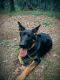 German Shepherd Puppies for sale in Booneville, AR 72927, USA. price: NA