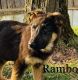 German Shepherd Puppies for sale in Deer, AR, USA. price: $450