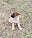 German Shepherd Puppies for sale in 19970 Greenfield Rd, Lebanon, MO 65536, USA. price: NA