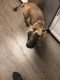 German Shepherd Puppies for sale in 9131 Avalon Gates, Trumbull, CT 06611, USA. price: $600