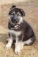 German Shepherd Puppies for sale in Meeker, OK 74855, USA. price: NA