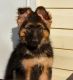 German Shepherd Puppies for sale in Colonia, Woodbridge Township, NJ 07067, USA. price: NA
