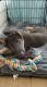 German Shepherd Puppies for sale in Turlock, CA 95382, USA. price: $500