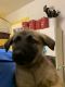 German Shepherd Puppies for sale in Snyder, TX 79549, USA. price: $400