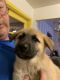 German Shepherd Puppies for sale in Snyder, TX 79549, USA. price: $200