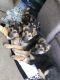 German Shepherd Puppies for sale in Huntington, NY, USA. price: $950